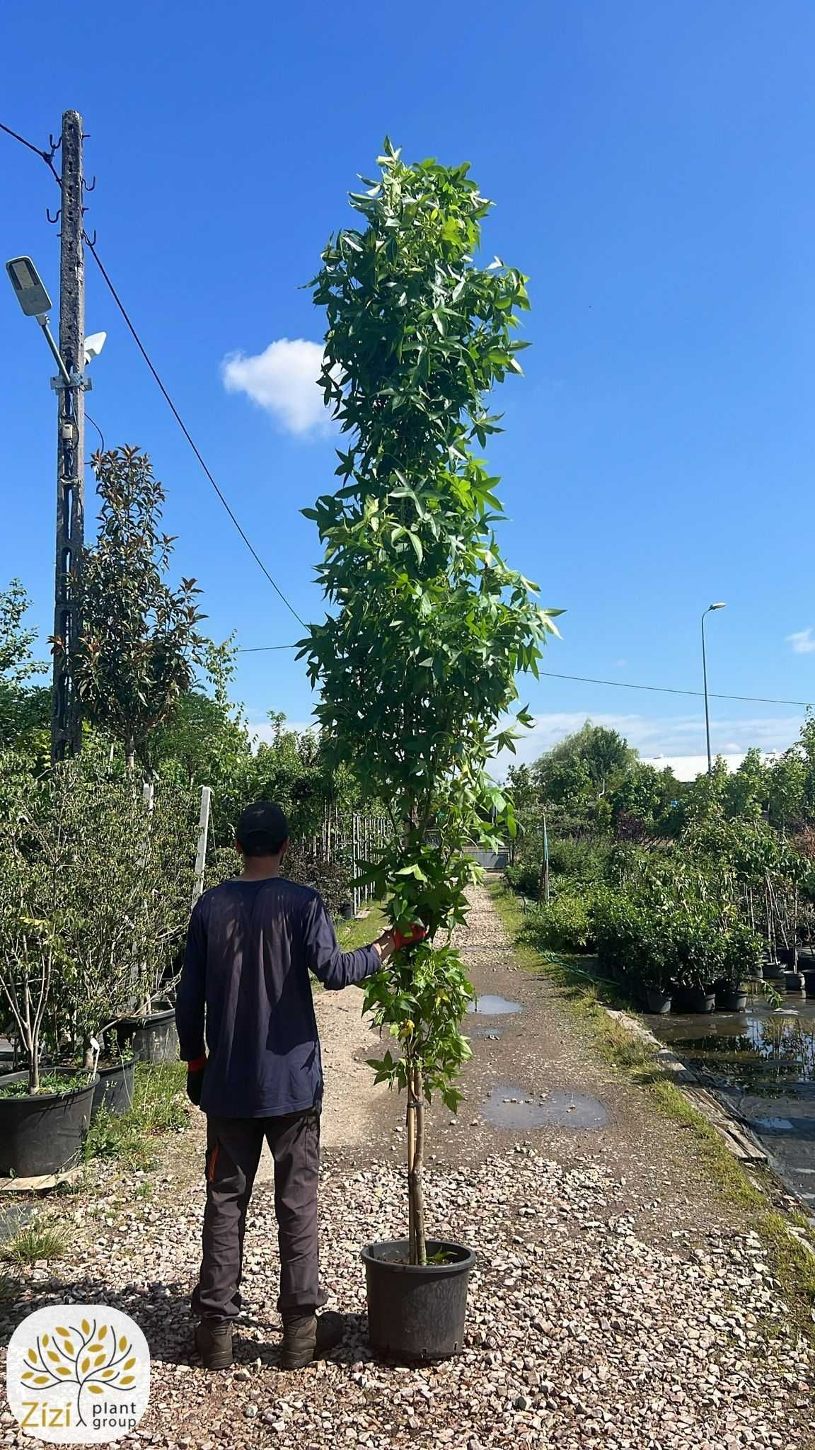 Liquidambar Slender Silhouette, Ambrowiec amerykański, obwód 6-10cm