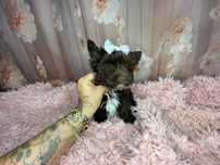 Yorkshire Terrier***Dziewczynka***Czekoladowa