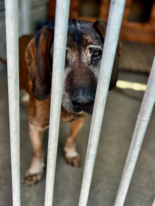 Trio, senior posokowiec bardzo źle znosi Schronisko