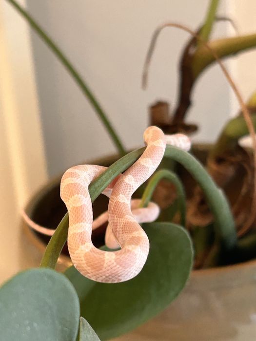 Waz zbozowy snow cena do soboty.