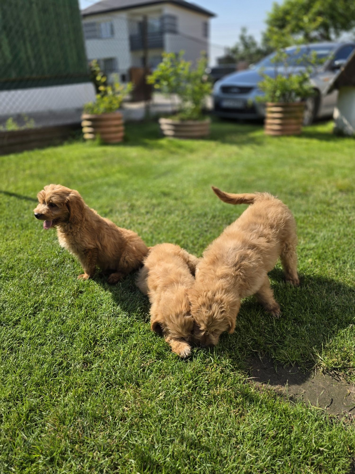Goldendoodle piesek f1