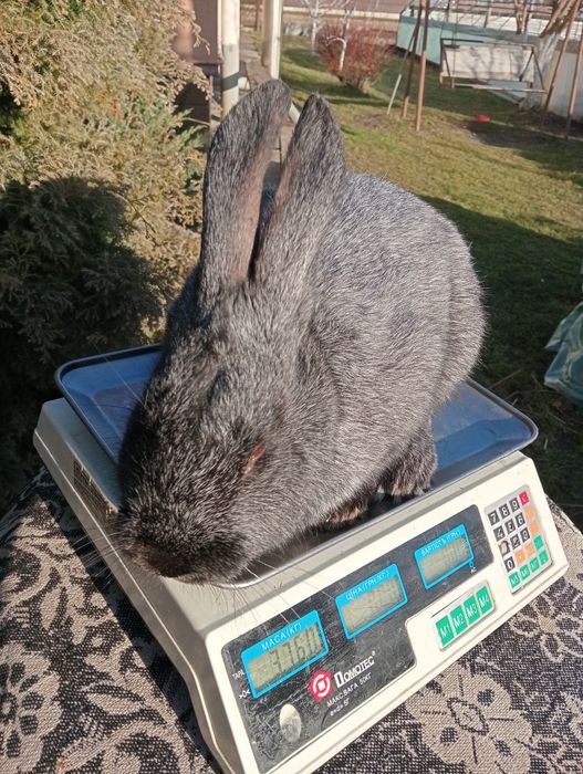 Кролі племінних порід  полтавське срібло