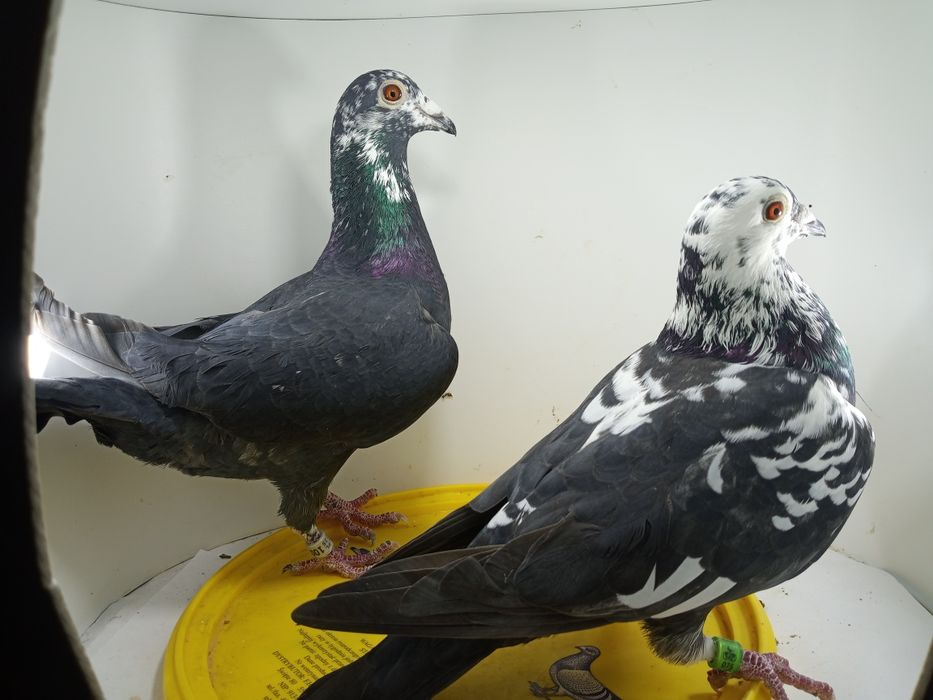 Gołębie pocztowe tygrysy