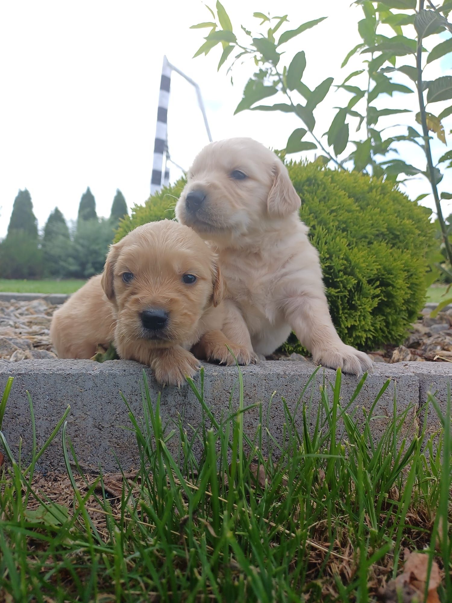 Golden Retriever  suczka złota