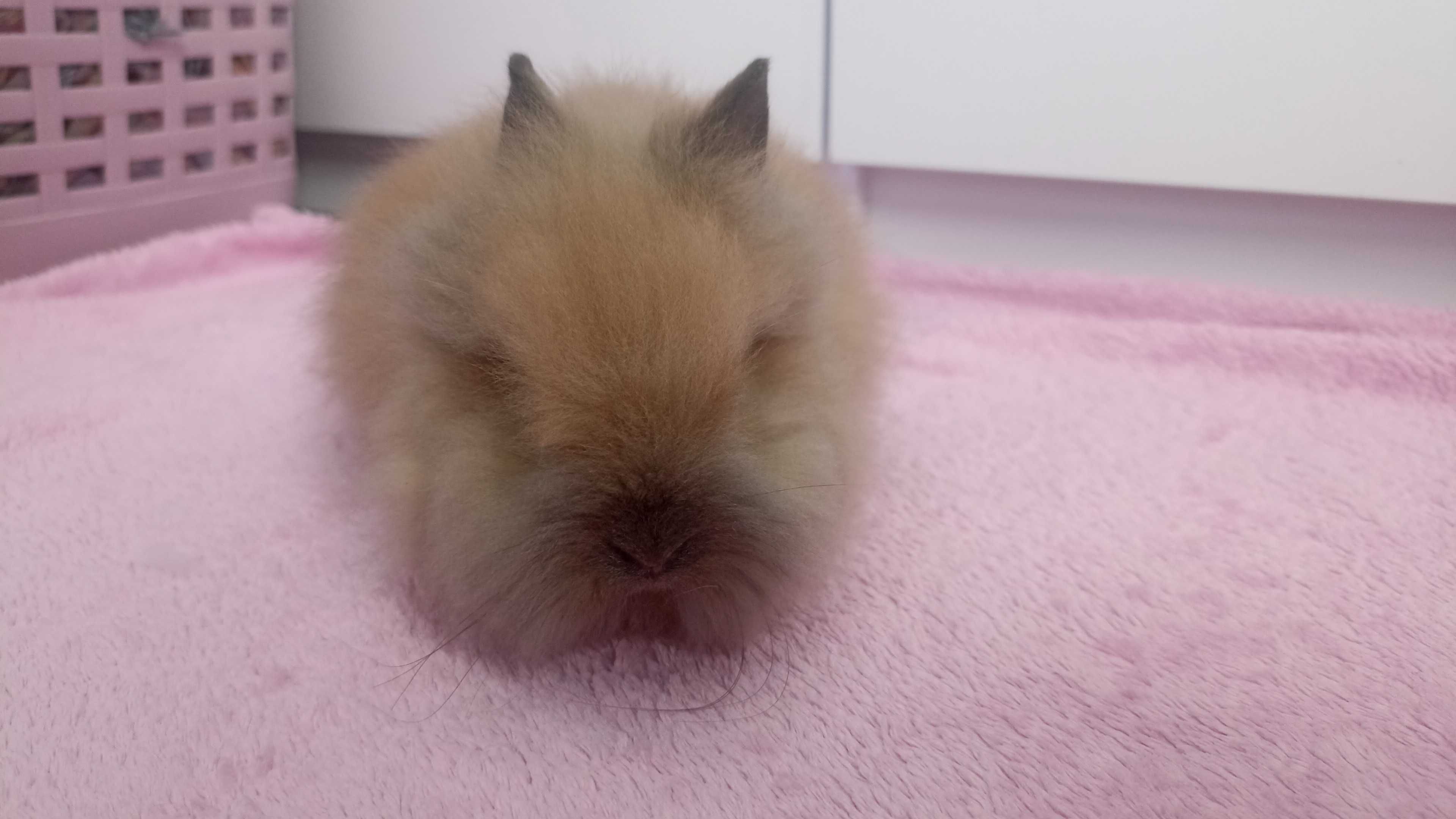 Królik Karzełek Teddy królik Miniaturka gotowe do odbioru króliczki