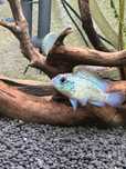 Troco eletric blue acará por aquario ou peixe.