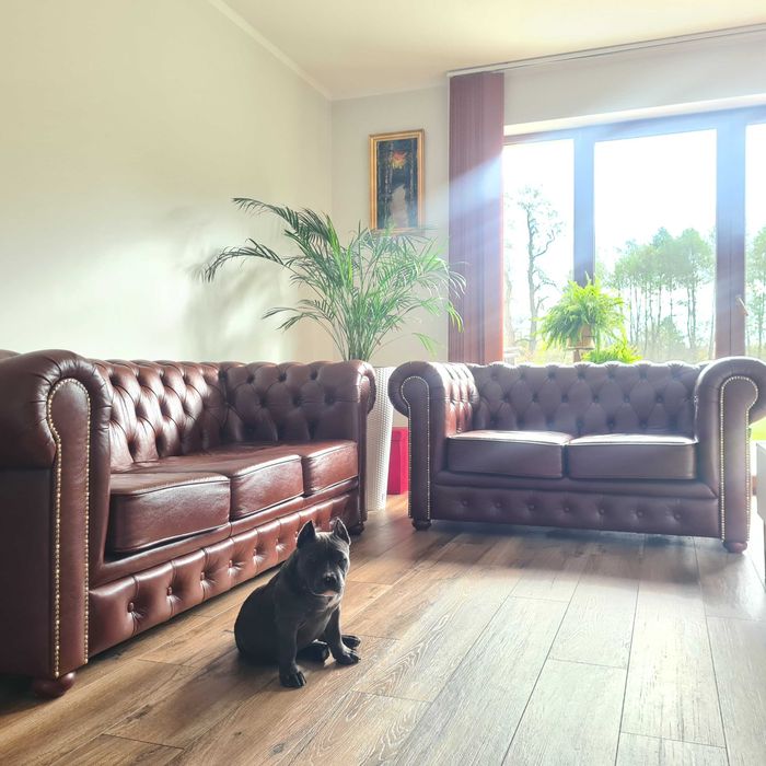 American Bully Laleczka Mocna Pocket