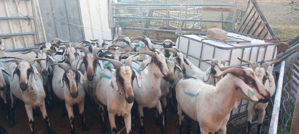 Rebanho de cabras Serpentinas Puras novas e boas