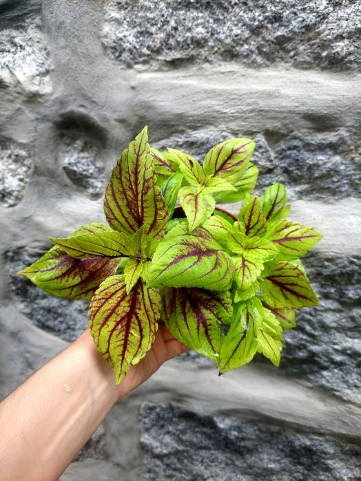 Planta Coleus verde