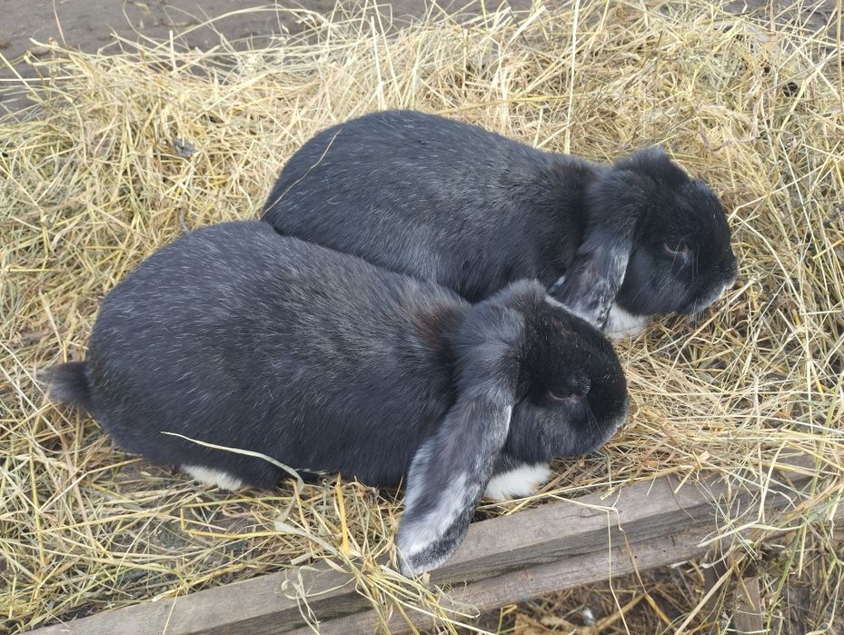 Французький баран кролики кролі кріль кролиця