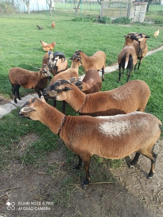 Owca kameruńska- kotna