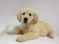 Golden Retriever cachorro