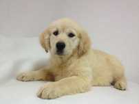 Golden Retriever com Lop e afixo