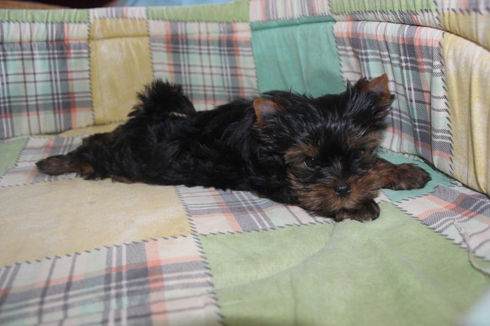 Щенки йоркширского терьера