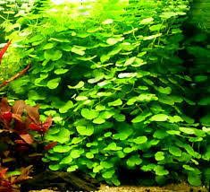 GB IN-VITRO Hydrocotyle leucocephala rośliny akwariowe