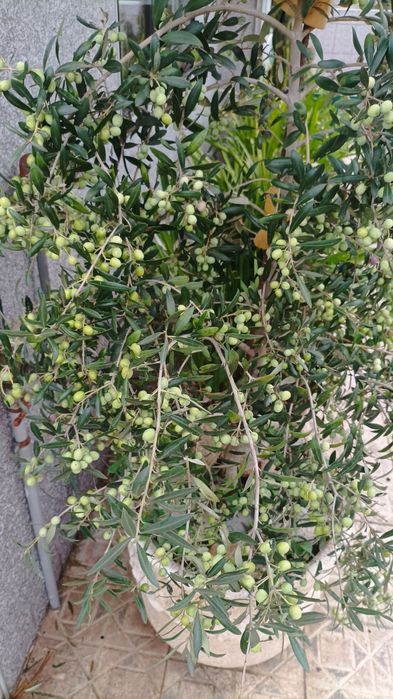 Oliveiras prontas para ir para lugar definitivo