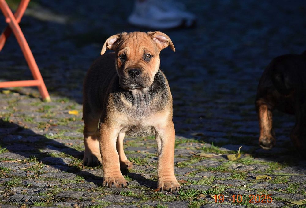 Dog z Majorki (Ca de Bou)