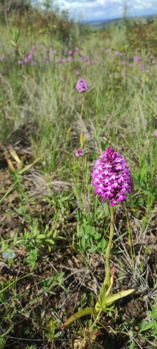 Terreno rústico em Cardosas - Arruda dos Vinhos