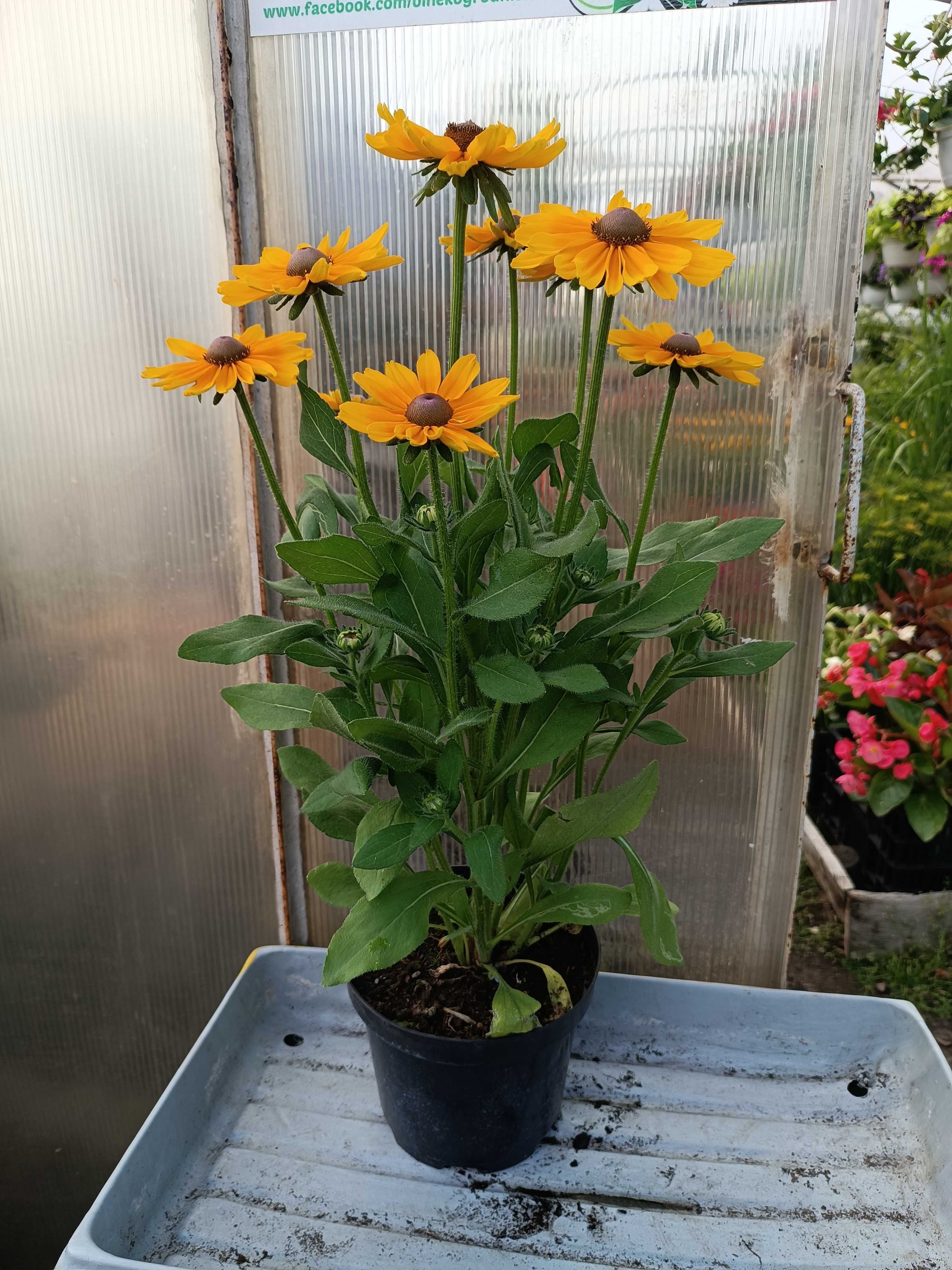 Rudbeckia Sunbeckia rózne rodzaje