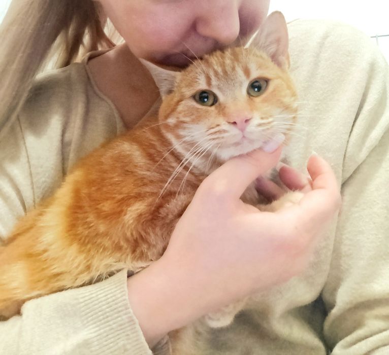 Котик мармуровий 6 місяців, кастрований