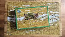 Puzzle 1000 Piatnik Hipopotam