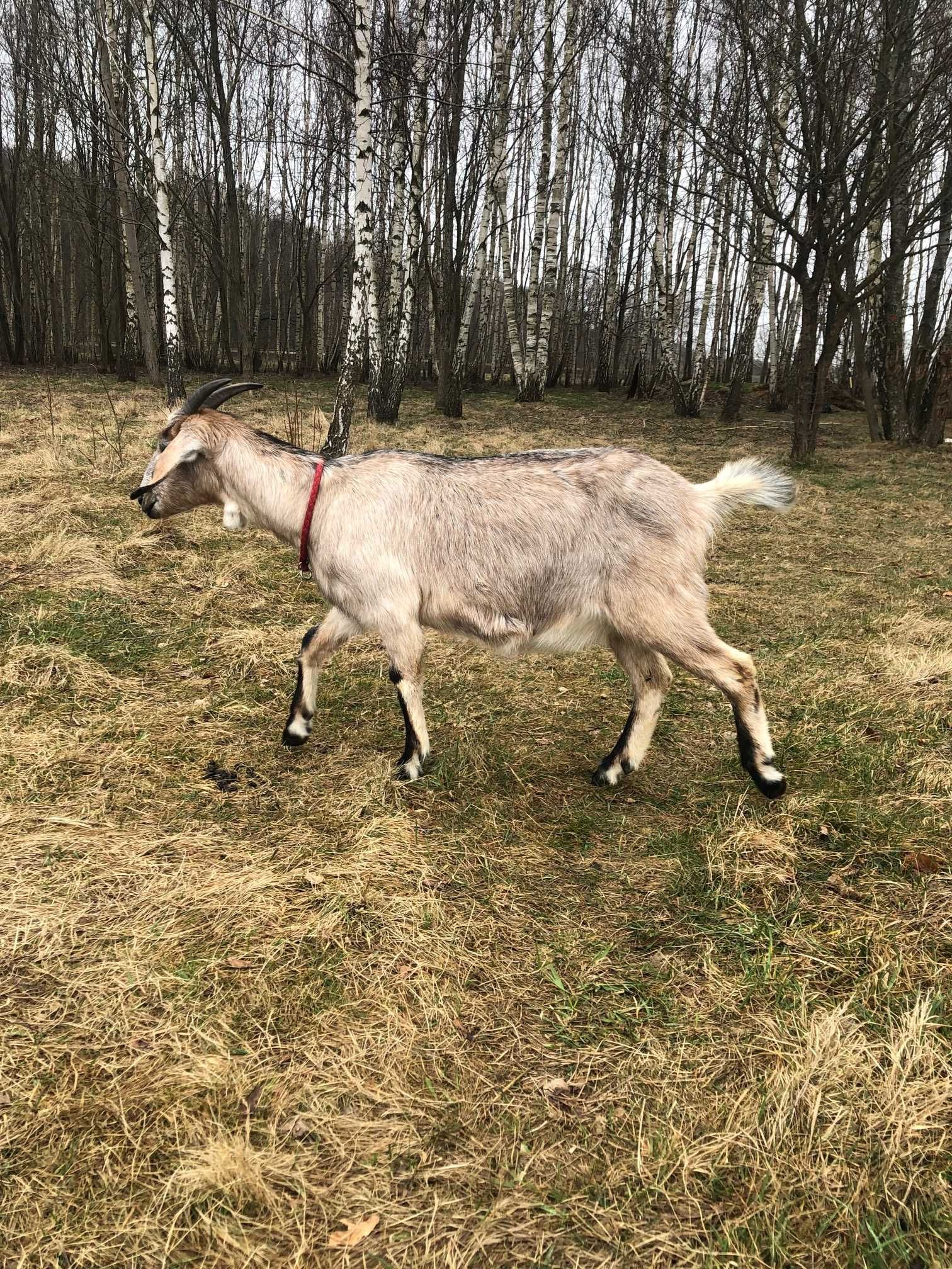 sprzedam kozę 70% AN 1,5 letnią