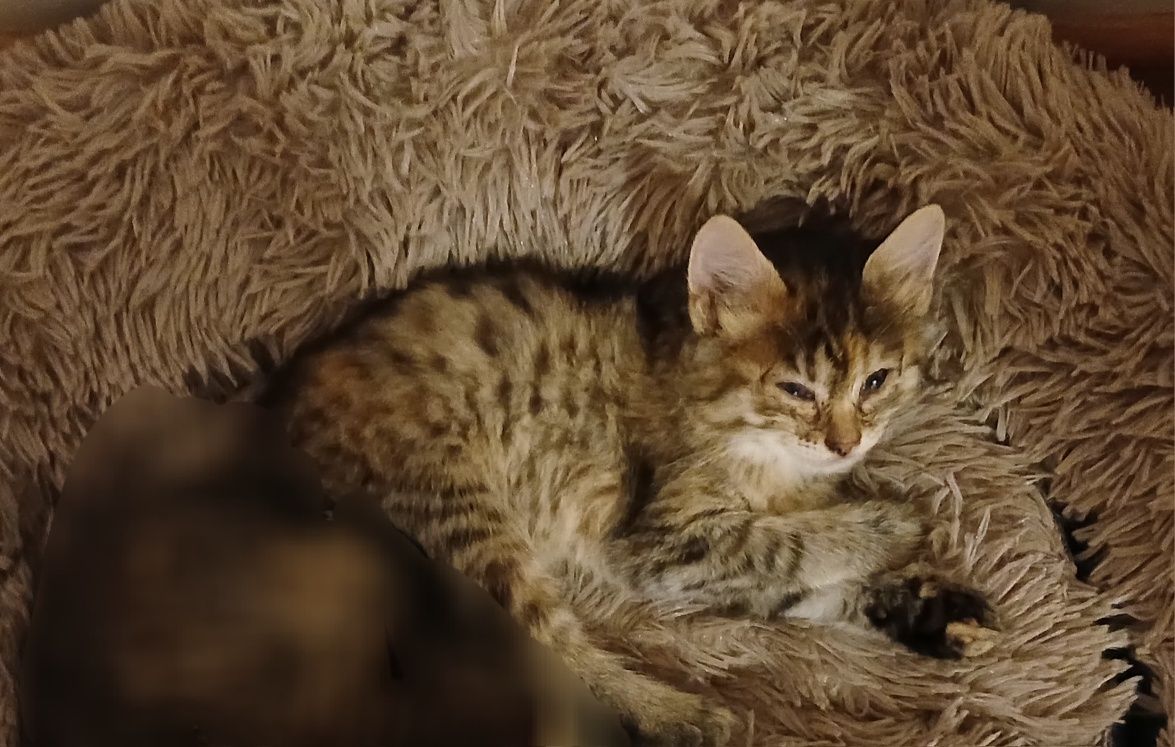 СРОЧНО вітдам котика в добрі руки