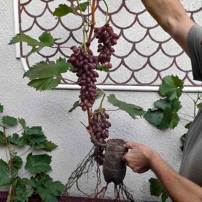 Саженцы винограда с Гроной  140 грн