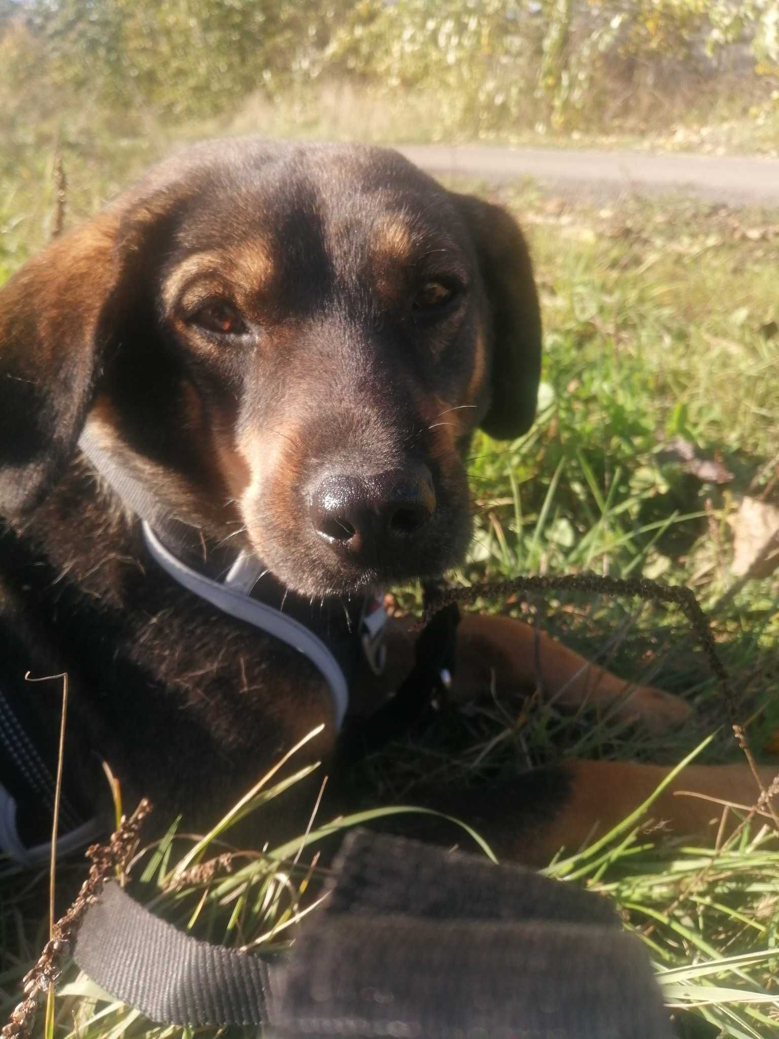 Adoptuj Szarusia i pozwól mu odkryć, jak piękne może być życie!