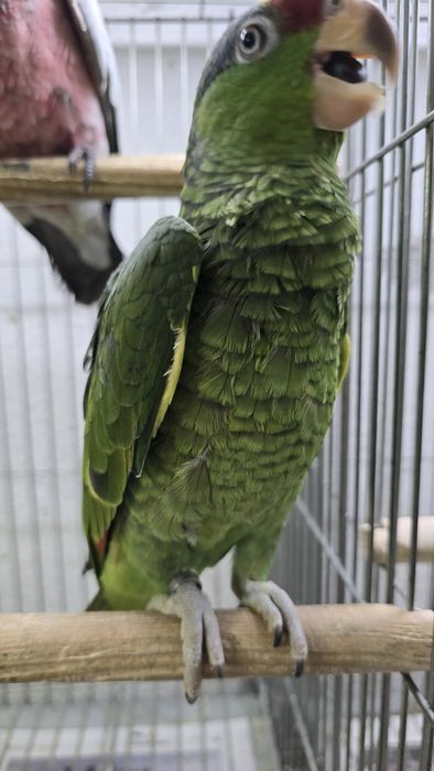 Papagaio viridigenalis