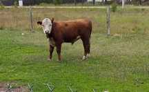 Sprzedam byka hereford