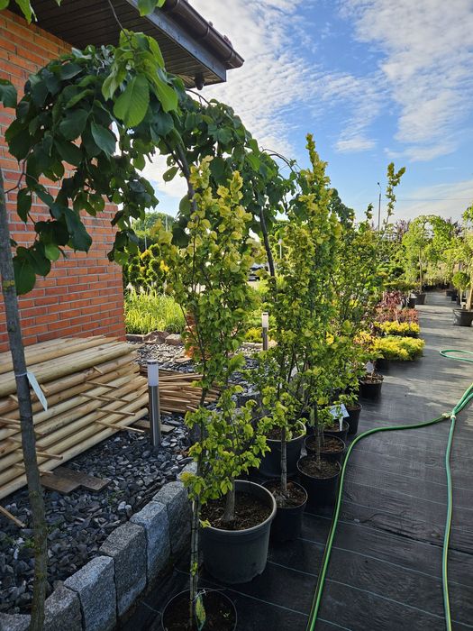 Brzoza Doorenbos,Grab,Buk,Dąb kolumnowy.Tuja szmaragd