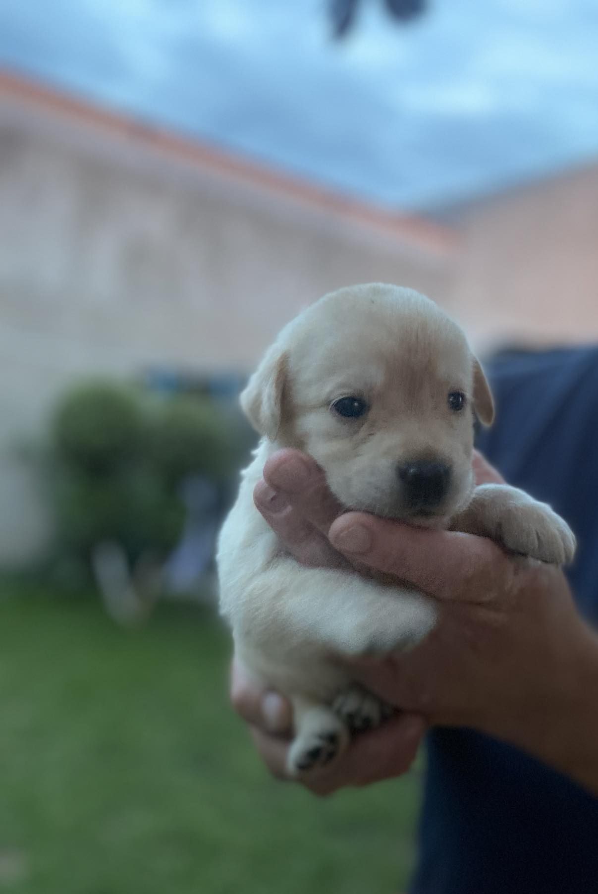 Labrador retriever