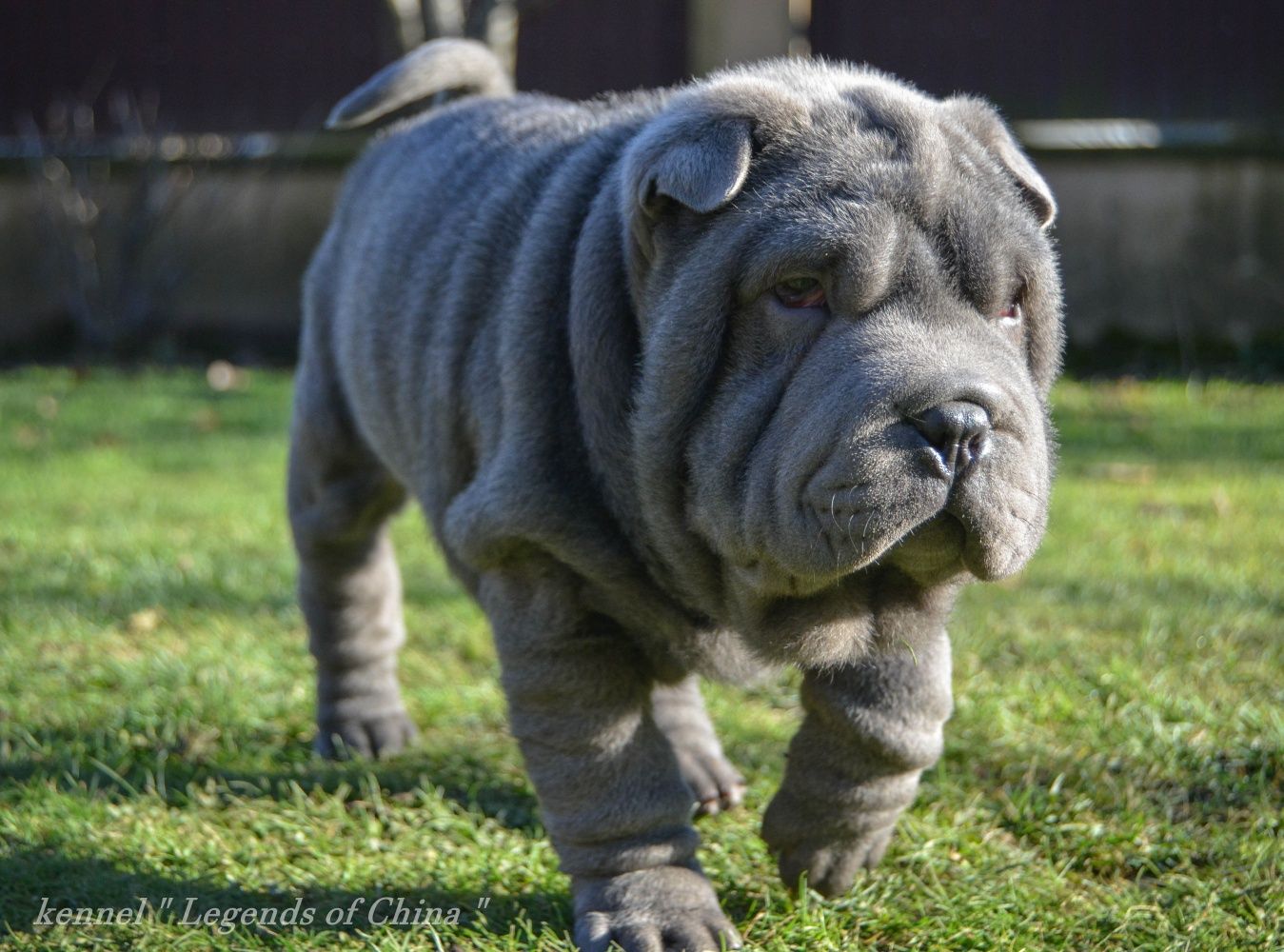 SHAR-PEI цуценята