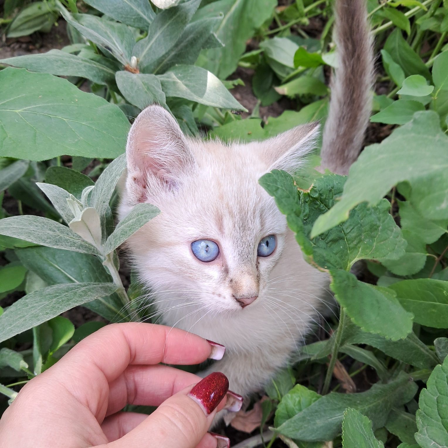 Кошенята маленькі віддам