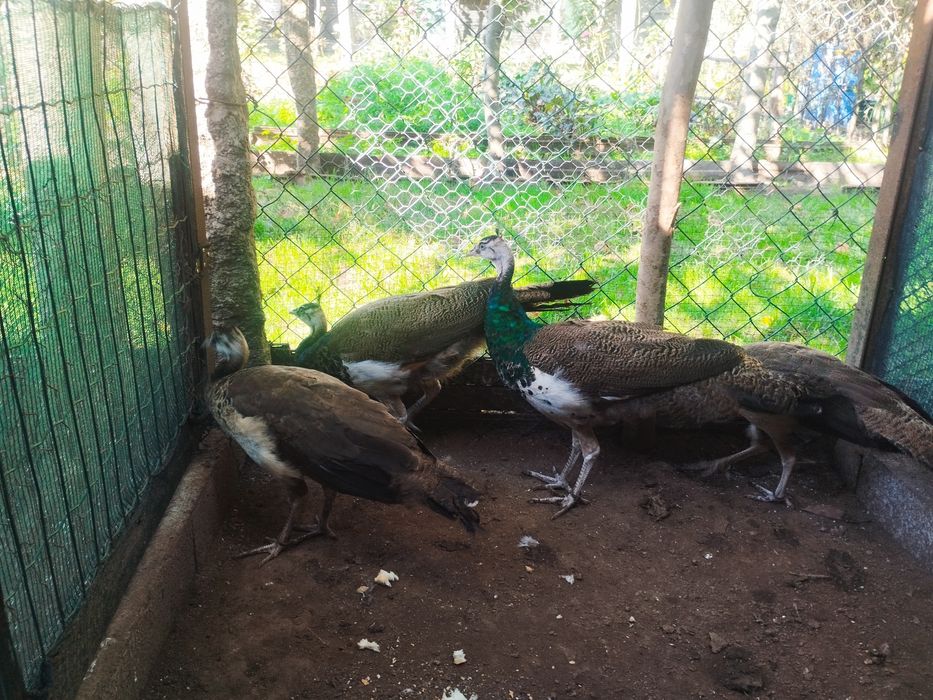 Vendo casais pavões cor azul