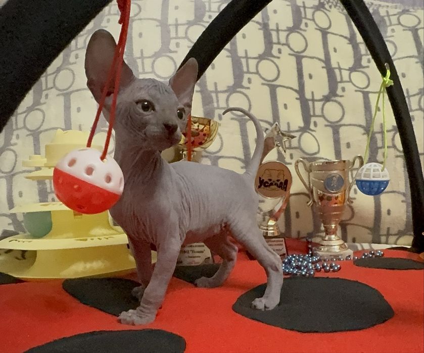 Канадський сфінкс, клуб, родовід WCF, доставка, документи для виїзду