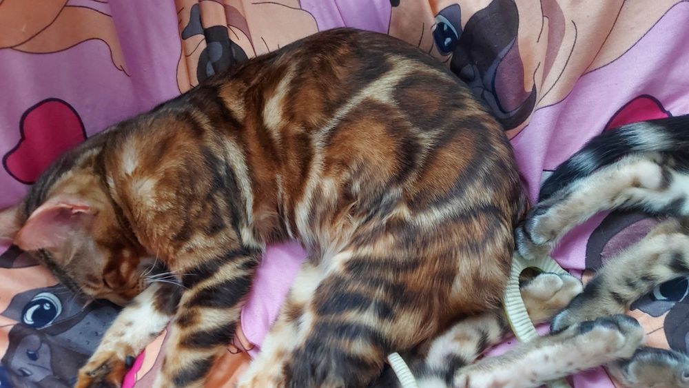 Бенгалята з розплідника. WCF системи