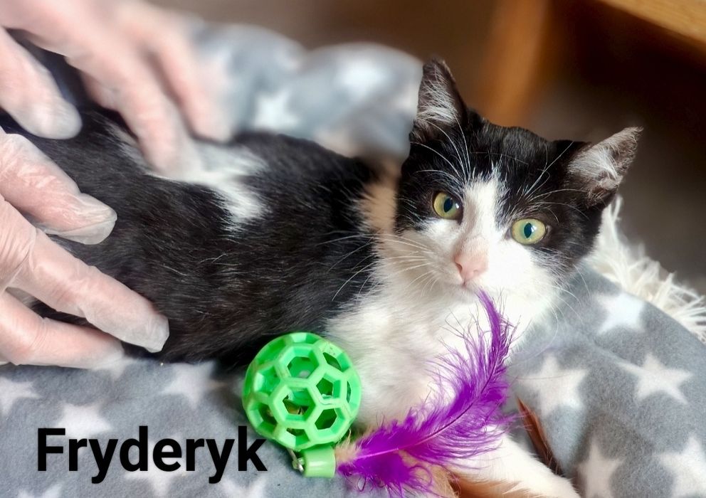 Fryderyk i Lolek błagają o szansę i domy ...