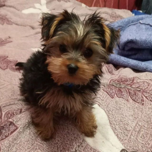 Вязка собак. Ищем невесту