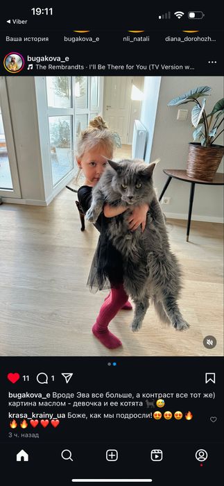 Котята Мейн кун из питомника