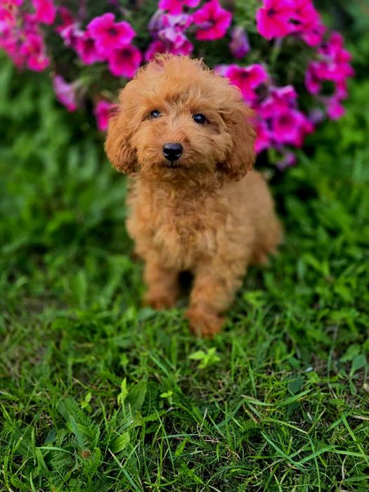 Pudel toy wyjątkowy piesek