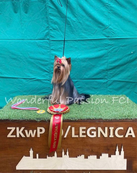 York Yorkshire terrier FCI ZkwP, piesek, szczeniak po Championie PL