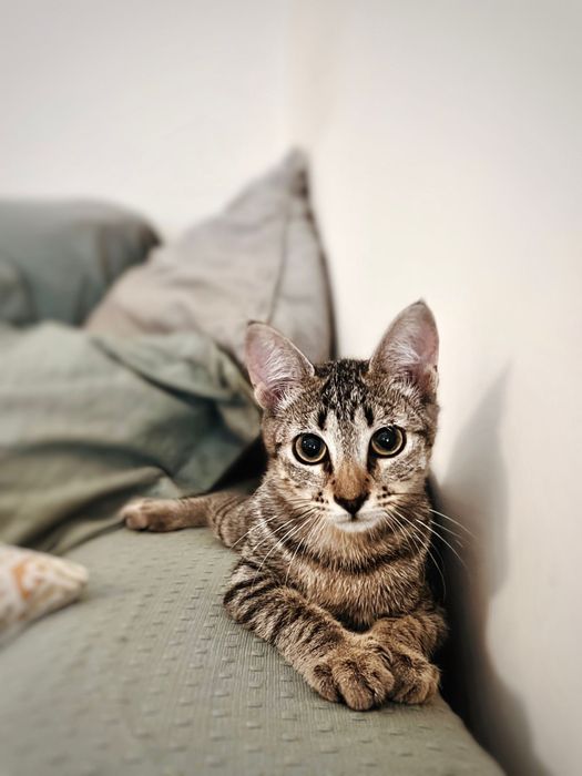 Gatinha 4/5 meses para adoção responsável