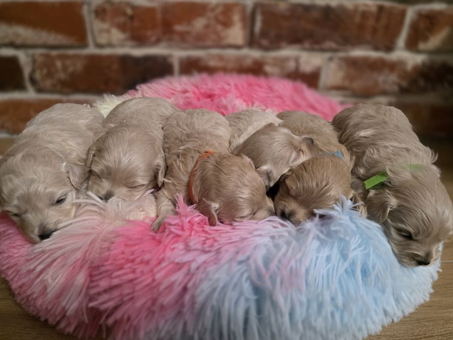 Maltipoo f1 piesek do  rezerwacji !!