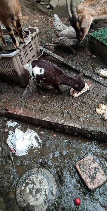 Cabritos e cabritas para vender