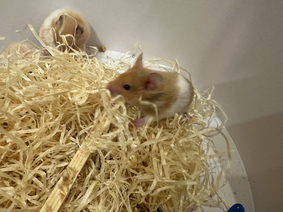 Хомка чудовий та вирощений в любові