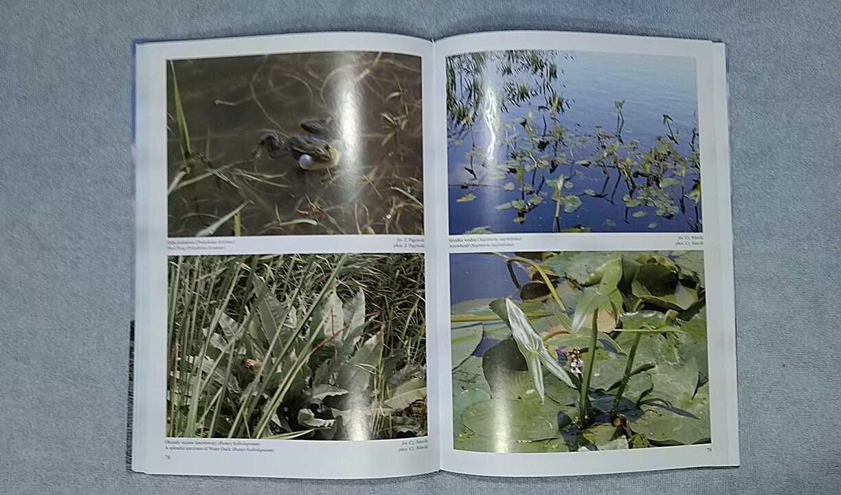 Rezerwat przyrody "Jezioro Drużno" w obiektywie