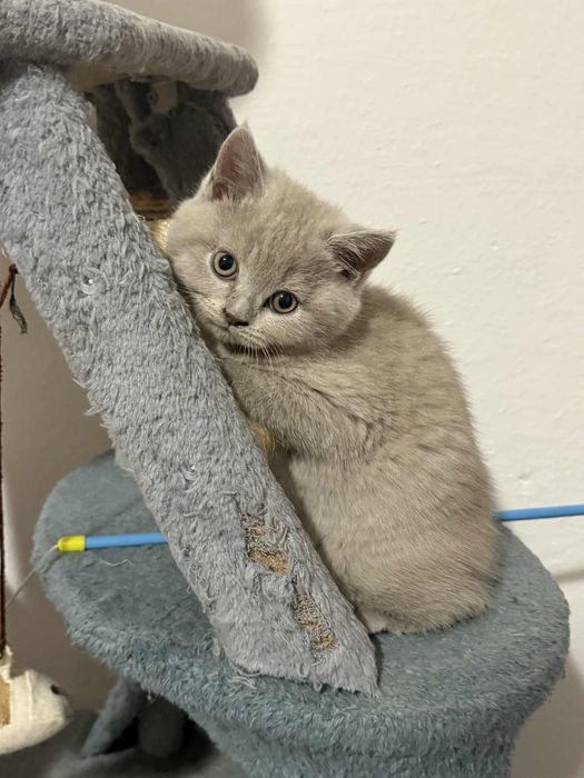 Kot brytyjski krótkowłosy