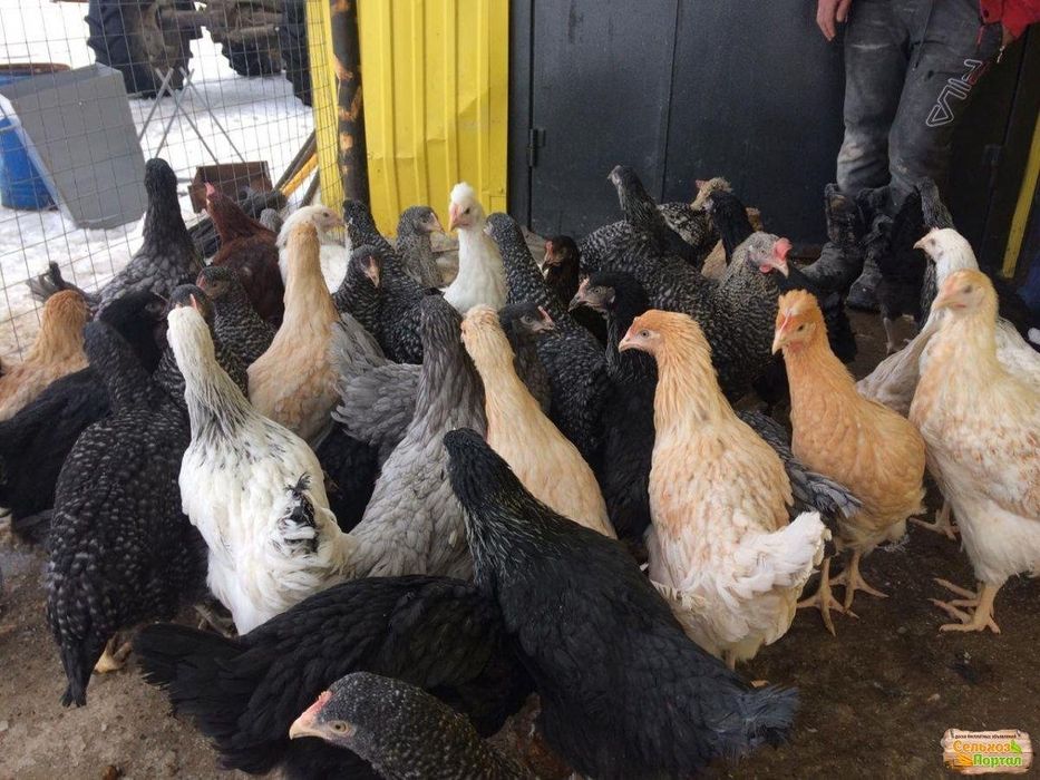 Інкубаційні яєчка високої якості